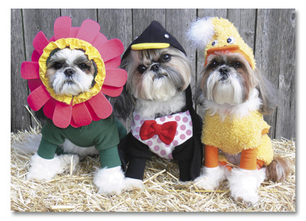 Dressed up dogs