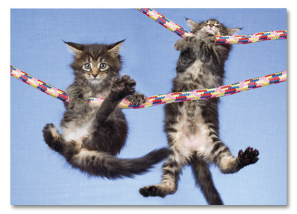 Hanging cats