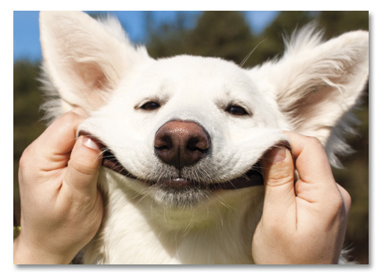 Happy white dog