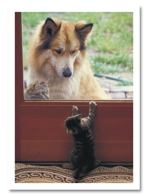 Cats &amp; Dog at screen door