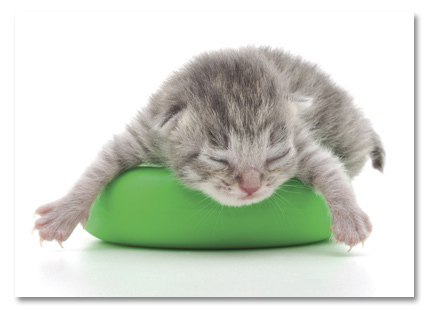Kitten sleeping on pillow