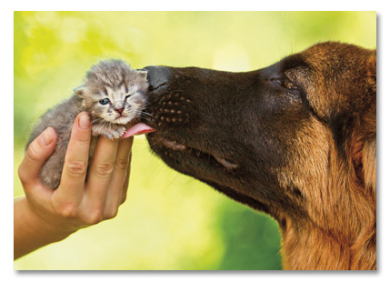 Shepherd and Kitten