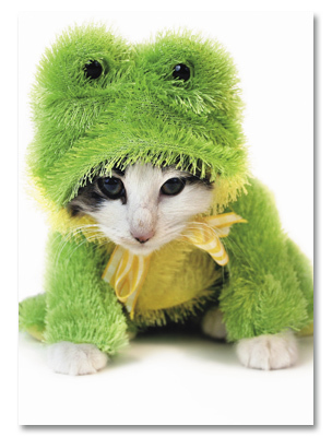Kitten in frog costume