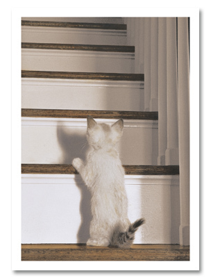 Kitten at stairs