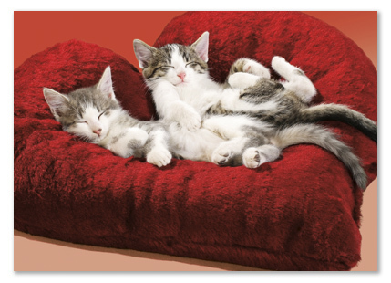 Kittens on heart pillow