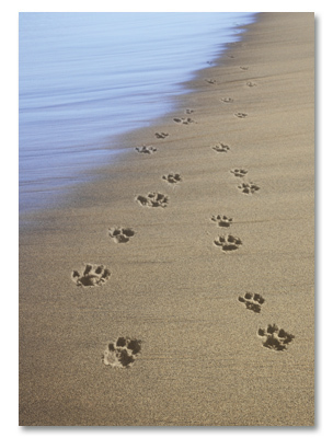 Pet tracks in sand