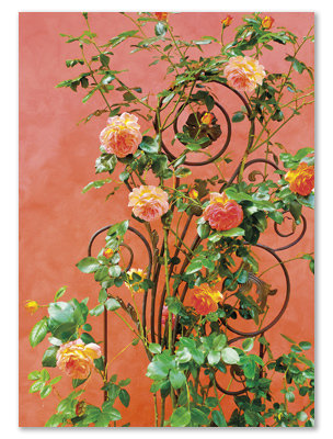 Climbing Roses