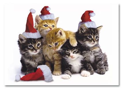 Christmas kaboodle kittens