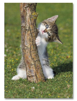 Kitten behind tree