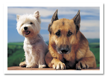 Terrier &amp; Shepherd