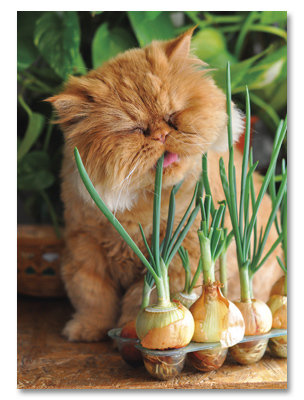 Birthdays are like onions