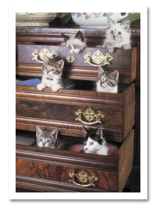 Kittens in drawers