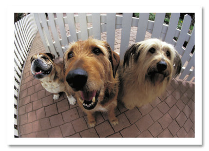 Fish eye of three dogs