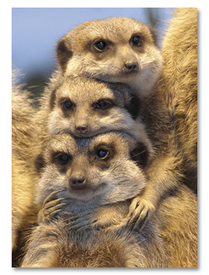 Meerkats