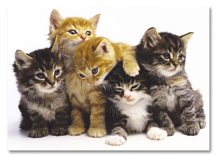 5 kittens