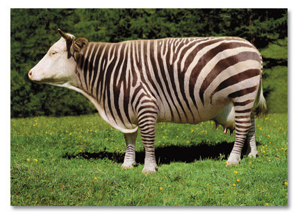 Zebra cow