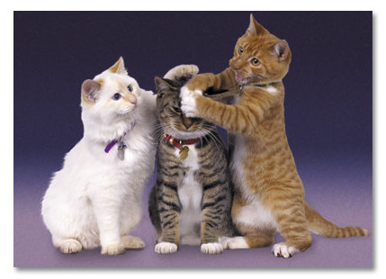 Three cats pawing each other