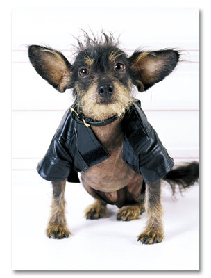 Ugly dog in leather jacket