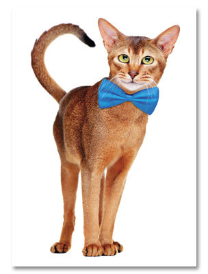 You Look Distinguished