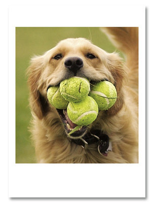 Golden w/tennis balls