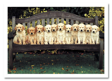 Golden puppies on bench