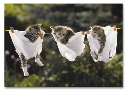 Kittens on clothes line