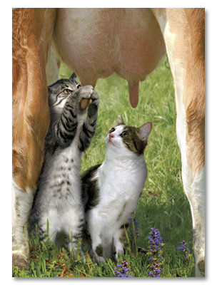 Kittens w/Cow Udder