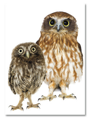 Two owls