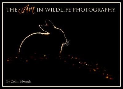 The Art in Wildlife Photography