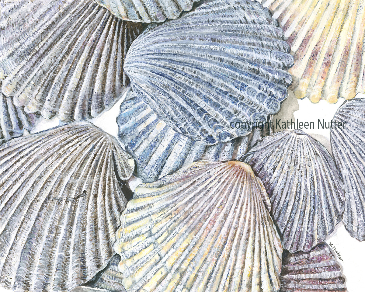 &quot;Scallop Shells&quot;, Signed Archival Print of Original Painting Featuring Shells from the Outer Banks and Assateague National Seashore