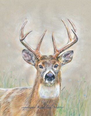 Wildlife and Landscape Fine Art Prints