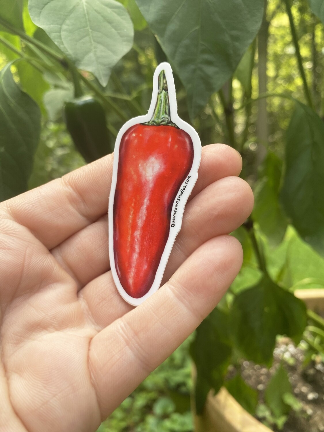 Spicy, Red Pepper Vinyl Sticker