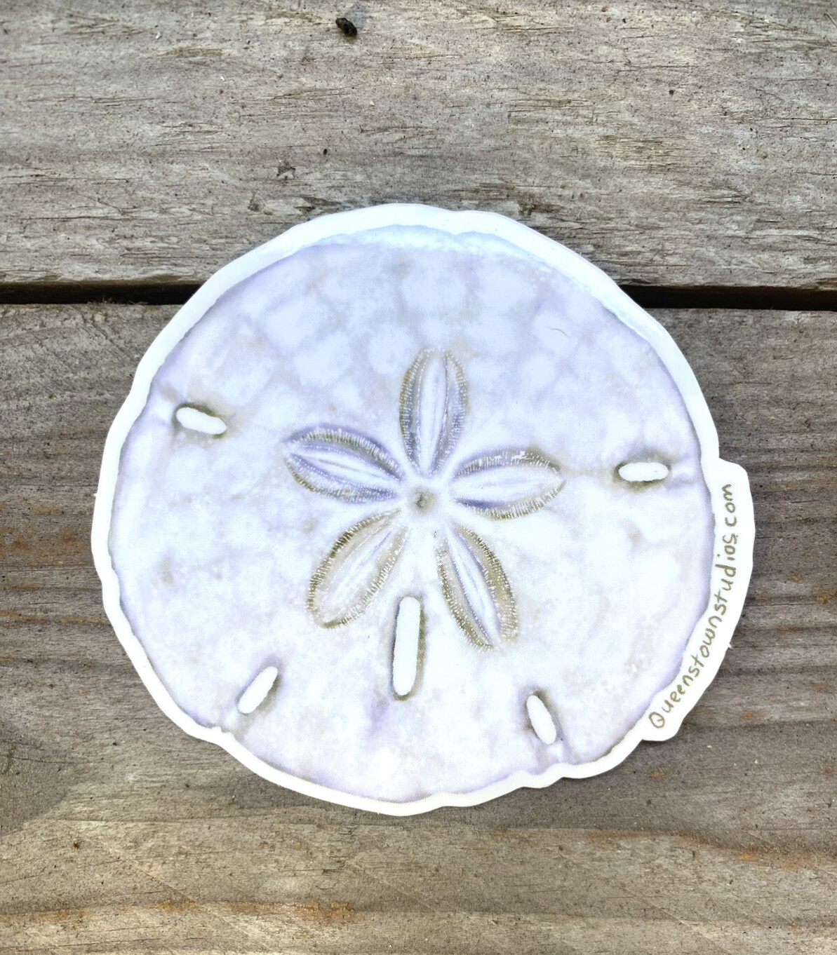 Sand Dollar Vinyl Sticker