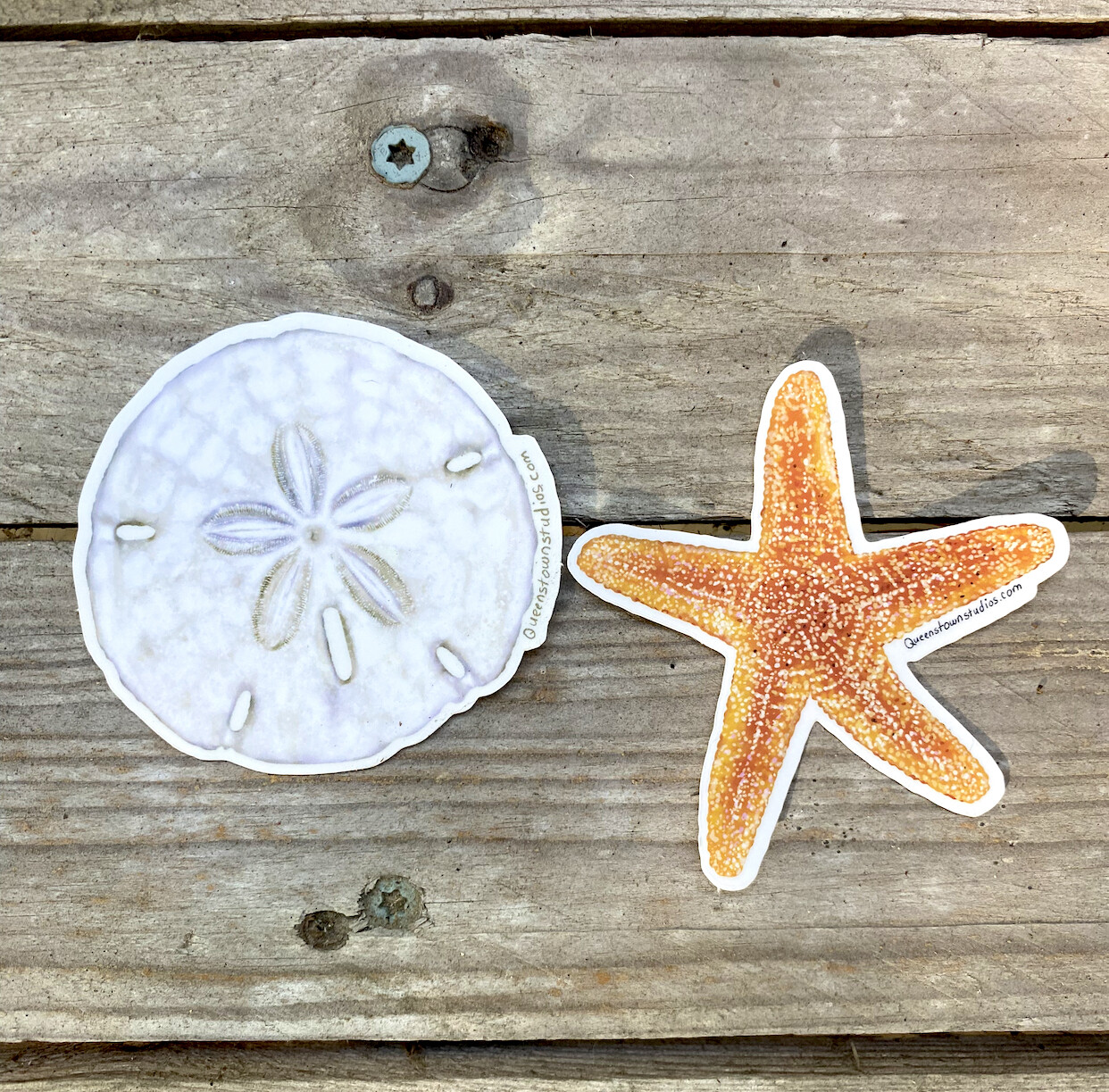 Starfish and Sand Dollar Vinyl Sticker