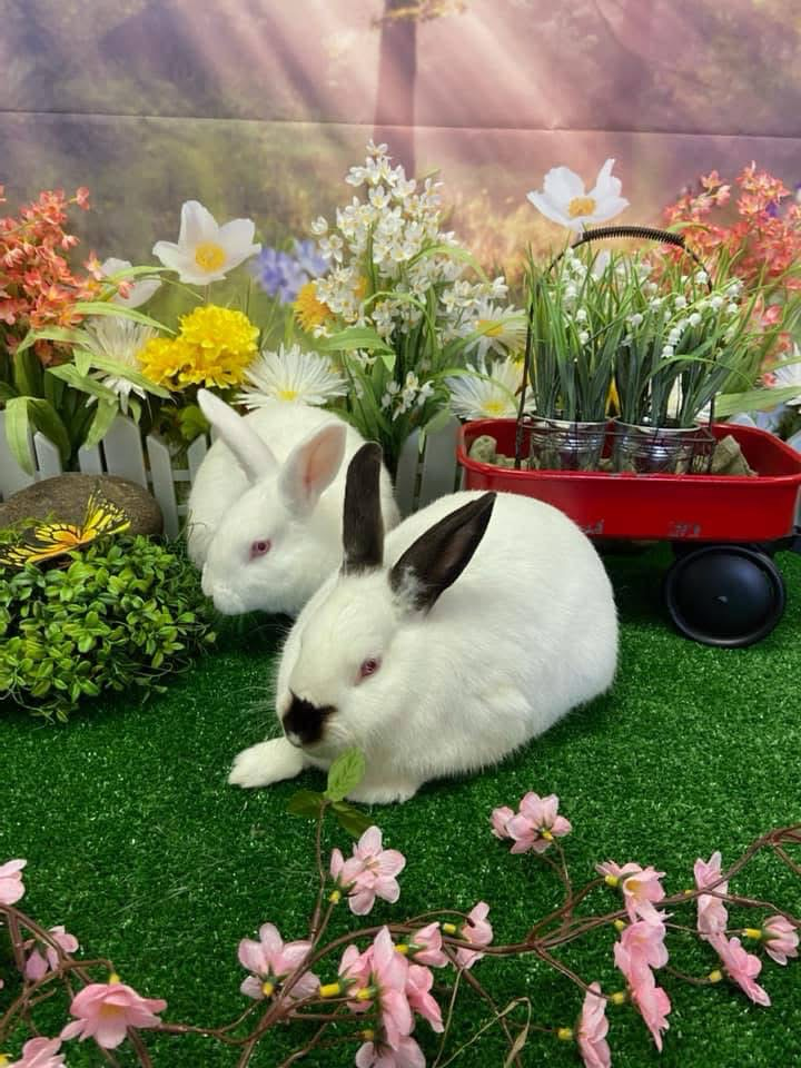 Sponsor Sanctuary Foster Ben and Jerry