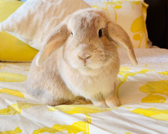 Sponsor Sanctuary Foster Bender