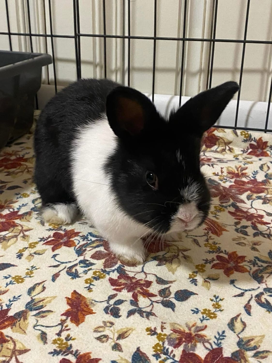 Sponsor Sanctuary Foster Cindy Lou