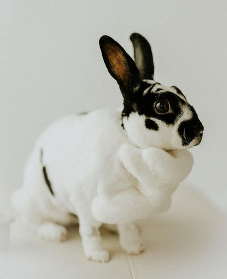 Sponsor Sanctuary Foster Gertie