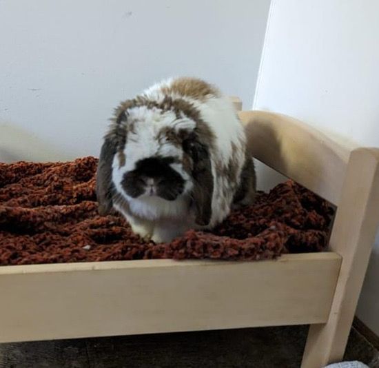 Sponsor Sanctuary Foster Keller