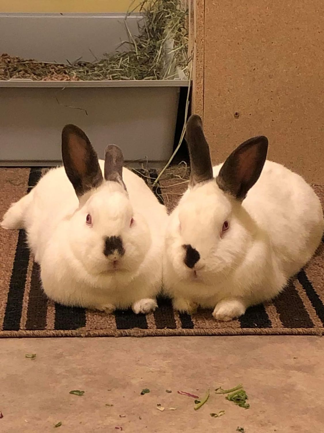 Sponsor Sanctuary Fosters Adeline and Anton