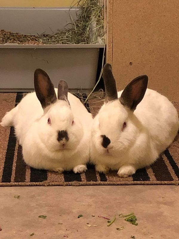 Sponsor Sanctuary Fosters Adeline and Anton