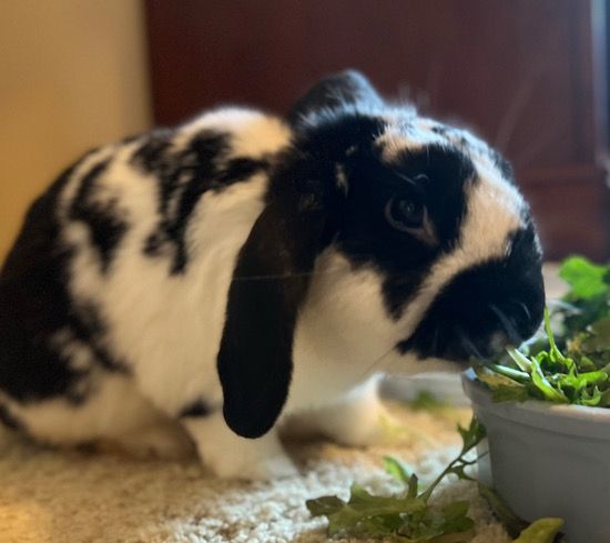 Sponsor Sanctuary Foster Monster