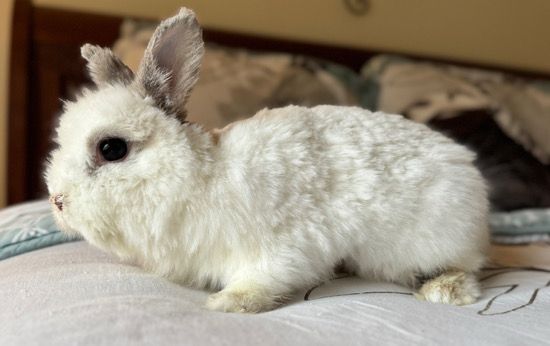 Sponsor Sanctuary Foster Pom Pom