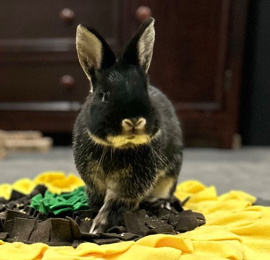Sponsor Sanctuary Foster Melody