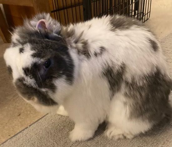 Sponsor Sanctuary Foster Robbie