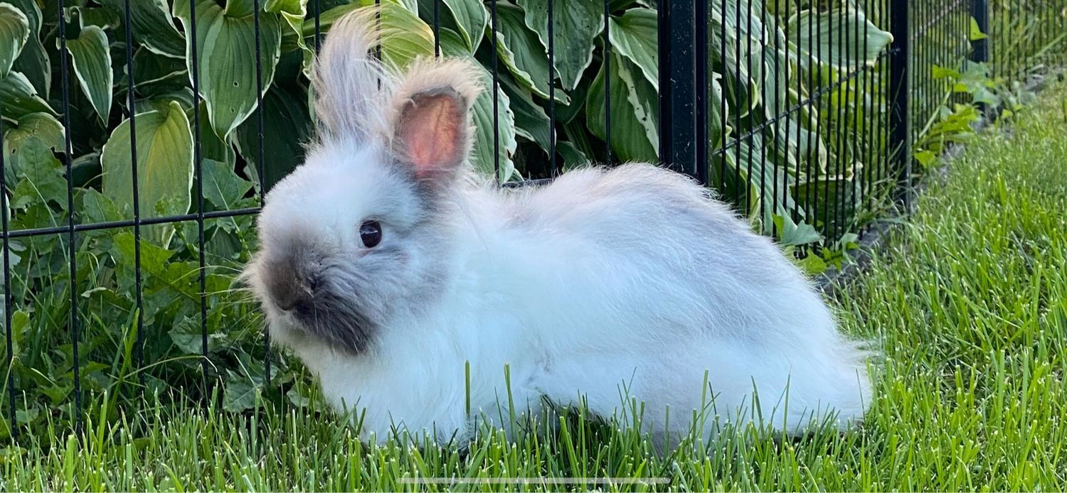 Sponsor Sanctuary Foster Ember