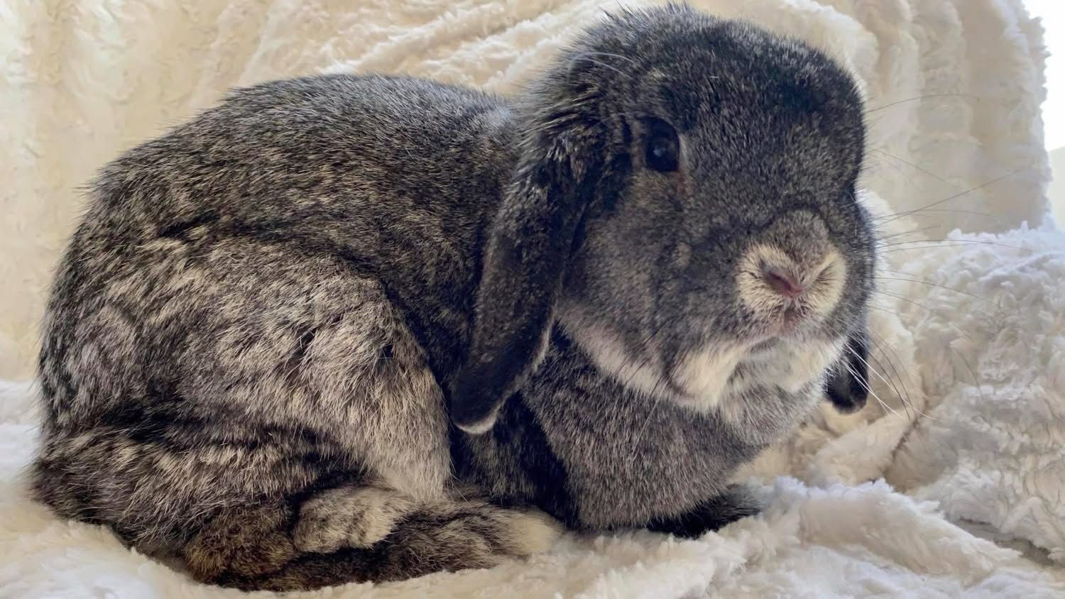 Sponsor Sanctuary Foster Abbie