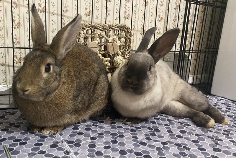 Sponsor Sanctuary Fosters Lucy and Ethel