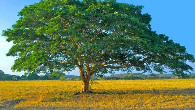 Aceite Esencial Copaiba 1L. 100% Natural. Brasil
