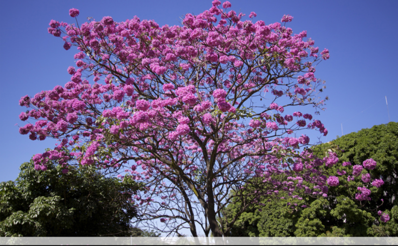 Aceite Esencial Pau Rosa 1L. 100% Natural. Brasil